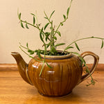 Planted OOAK Tea Pots & Jugs